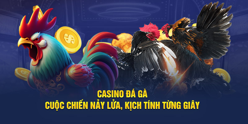 Casino Đá Gà: Cuộc Chiến Nảy Lửa, Kịch Tính Từng Giây