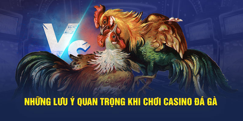 Những lưu ý quan trọng khi chơi casino đá gà