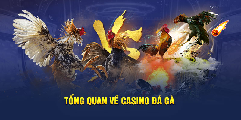 Tổng quan về casino đá gà